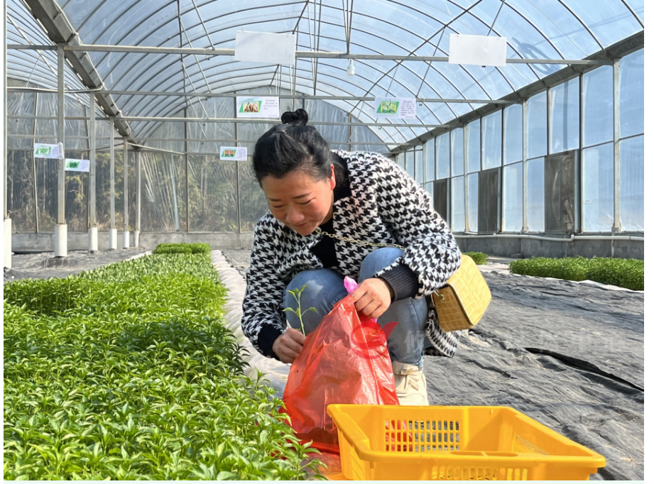 $7O_C))Z7ZJU@T65LFQYR82