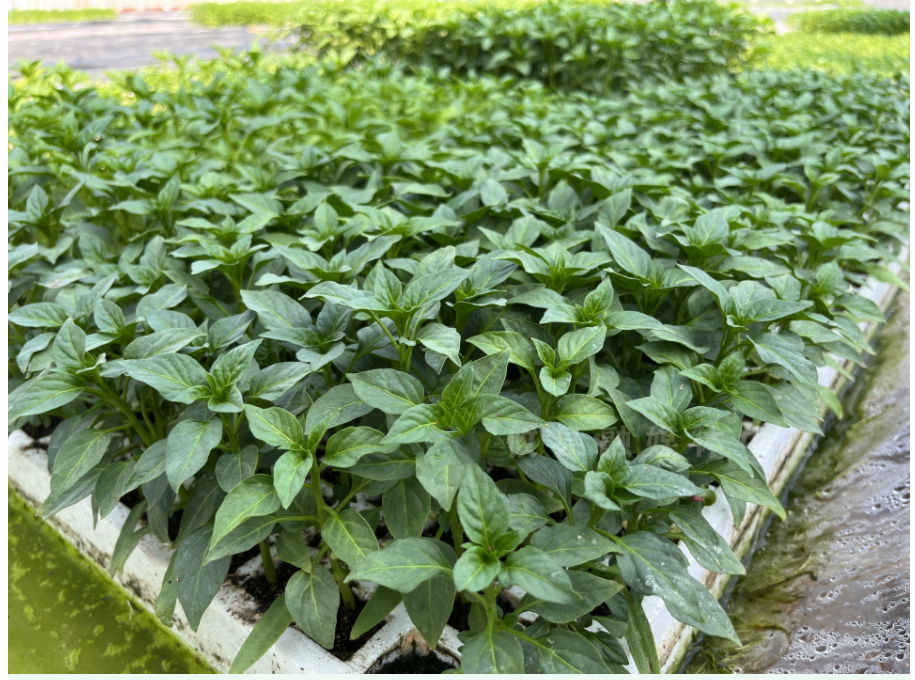 HLJ_94RL9Q7V8KVA$D(4{KT