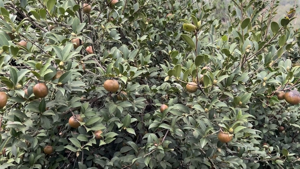 微信图片_20241115075046